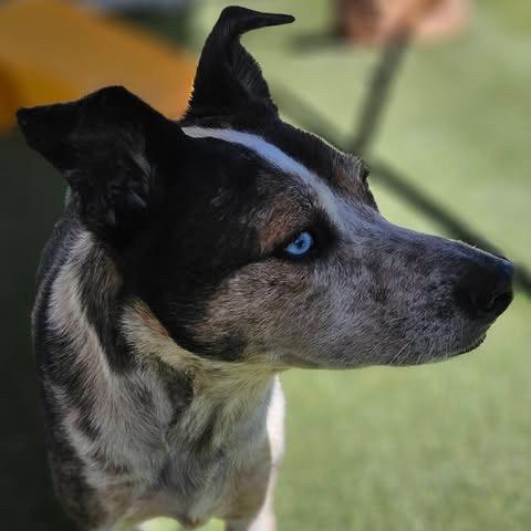 Ash - in foster! Adopt $50!, a Adoptable Australian Cattle Dog / Blue Heeler in Flagstaff, AZ image 1/6