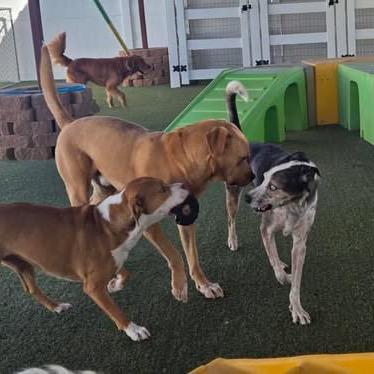 Ash - in foster! Adopt $50!, a Adoptable Australian Cattle Dog / Blue Heeler in Flagstaff, AZ image 2/6