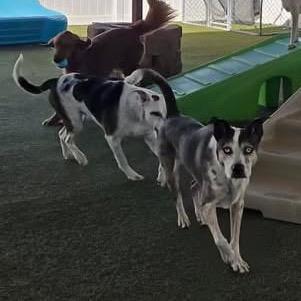 Ash - in foster! Adopt $50!, a Adoptable Australian Cattle Dog / Blue Heeler in Flagstaff, AZ image 3/6