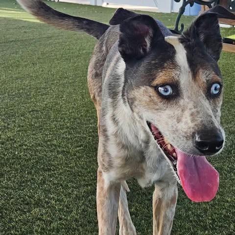 Ash - in foster! Adopt $50!, a Adoptable Australian Cattle Dog / Blue Heeler in Flagstaff, AZ image 6/6