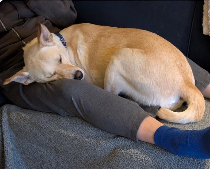 Enlarge Coco, an adopted mixed breed in Paramus, NJ image 1/6