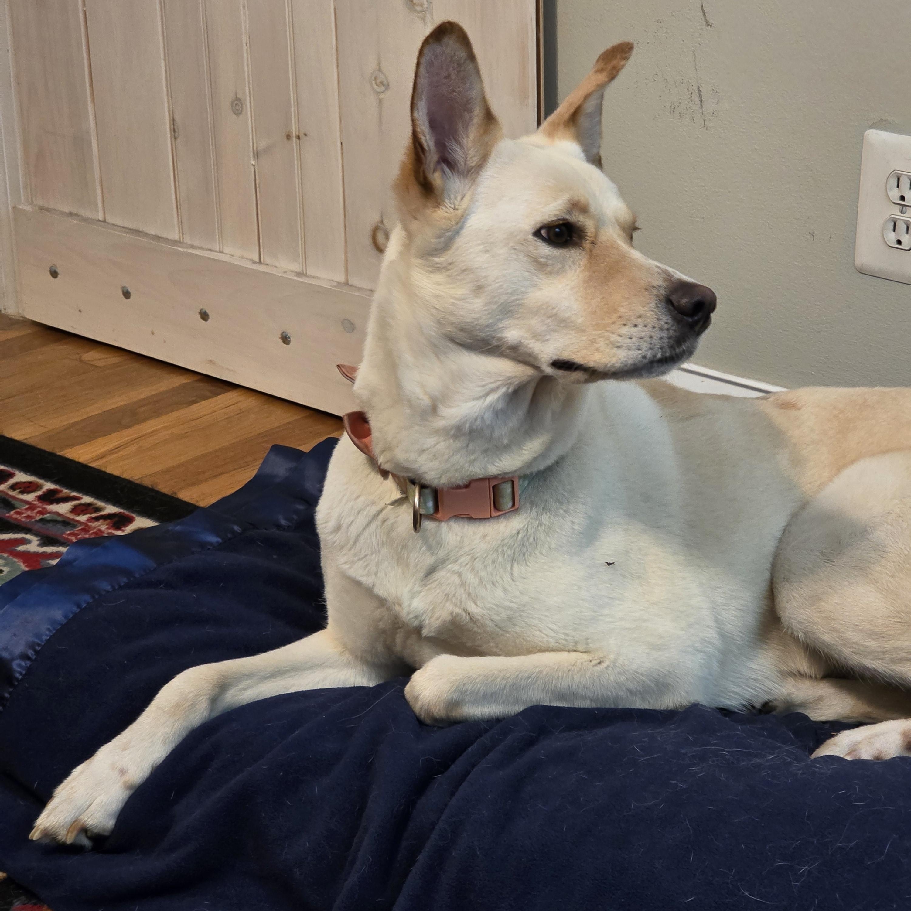 Enlarge Coco, an adopted mixed breed in Paramus, NJ image 2/6