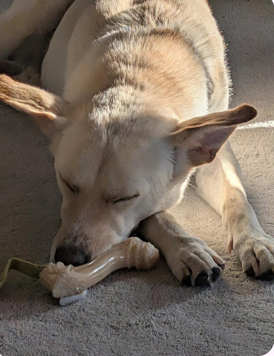 Enlarge Coco, an adopted mixed breed in Paramus, NJ image 3/6