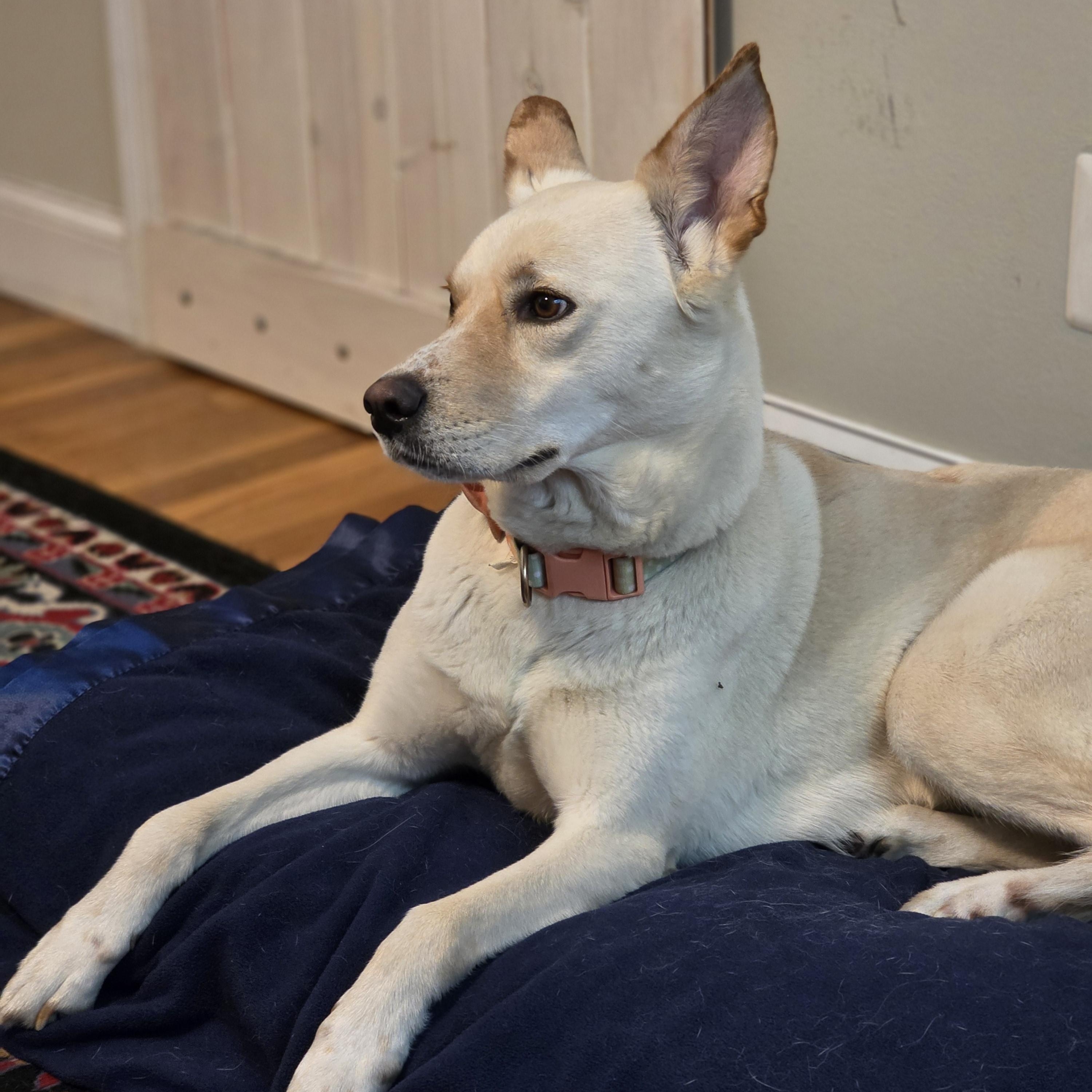 Enlarge Coco, an adopted mixed breed in Paramus, NJ image 5/6