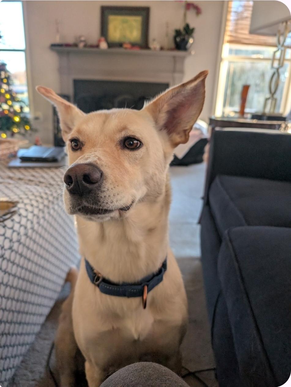 Enlarge Coco, an adopted mixed breed in Paramus, NJ image 6/6