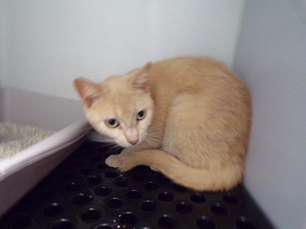 Enlarge UNKNOWN, a Adoptable Domestic Short Hair in Arcadia, FL image 2/3