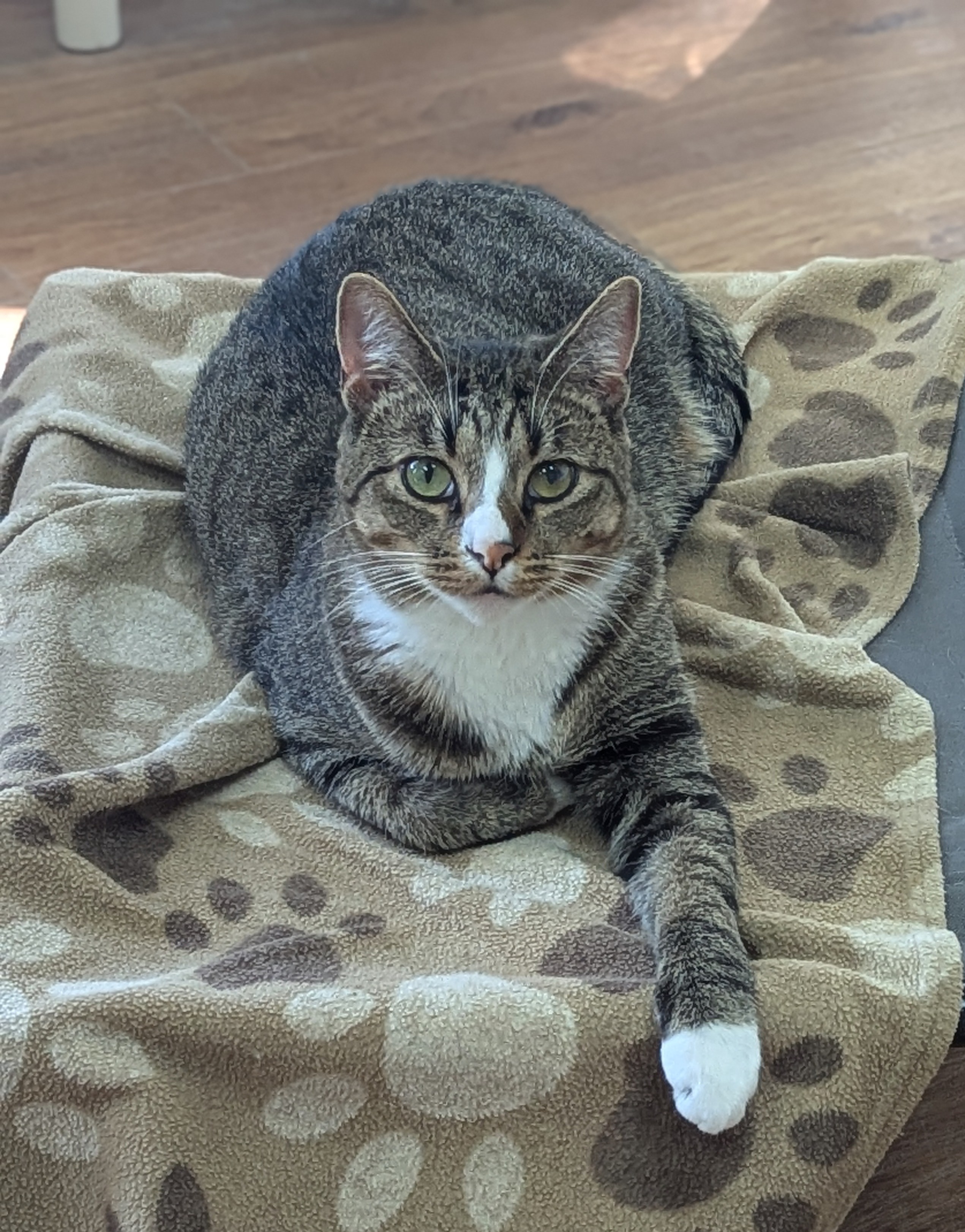 Julian, Adoptable, Adult Male Domestic Short Hair.