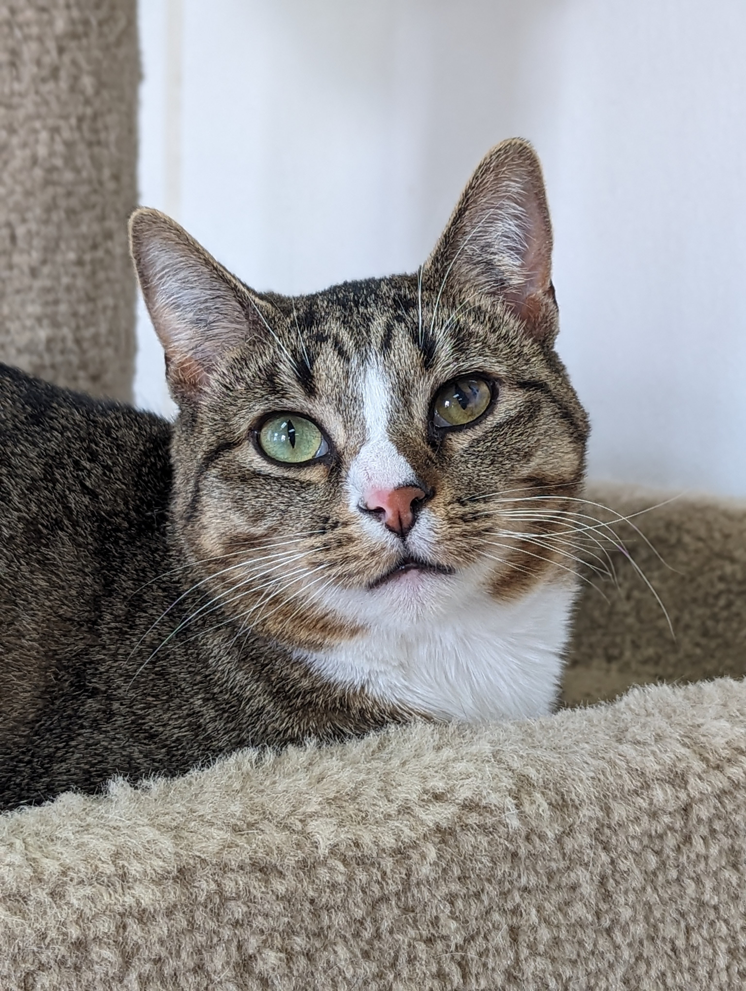 Julian, a Adoptable Domestic Short Hair in Decatur, IL image 3/6