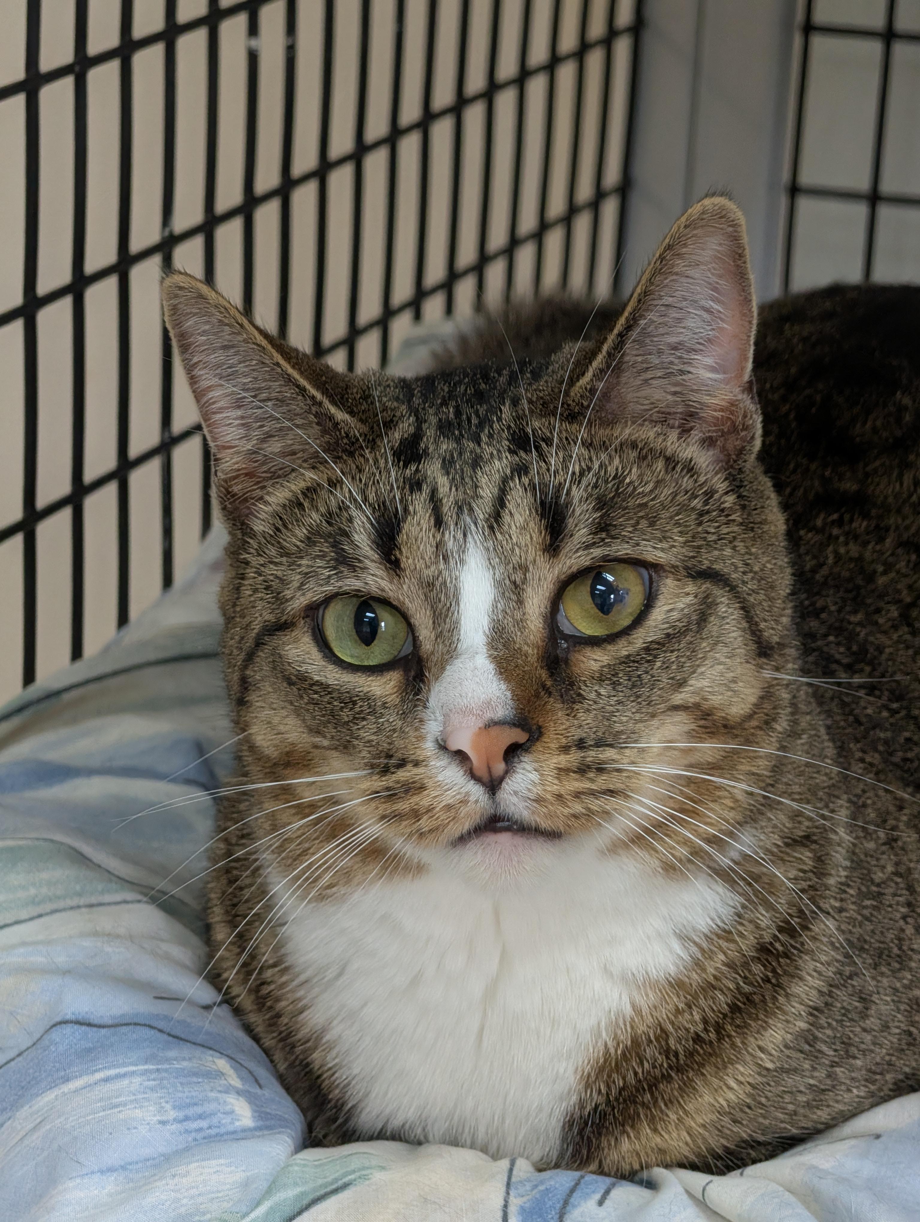 Enlarge Julian, a Adoptable Domestic Short Hair in Decatur, IL image 1/6