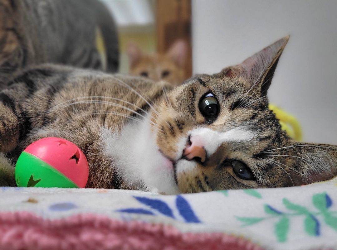 Julian, a Adoptable Domestic Short Hair in Decatur, IL image 4/6