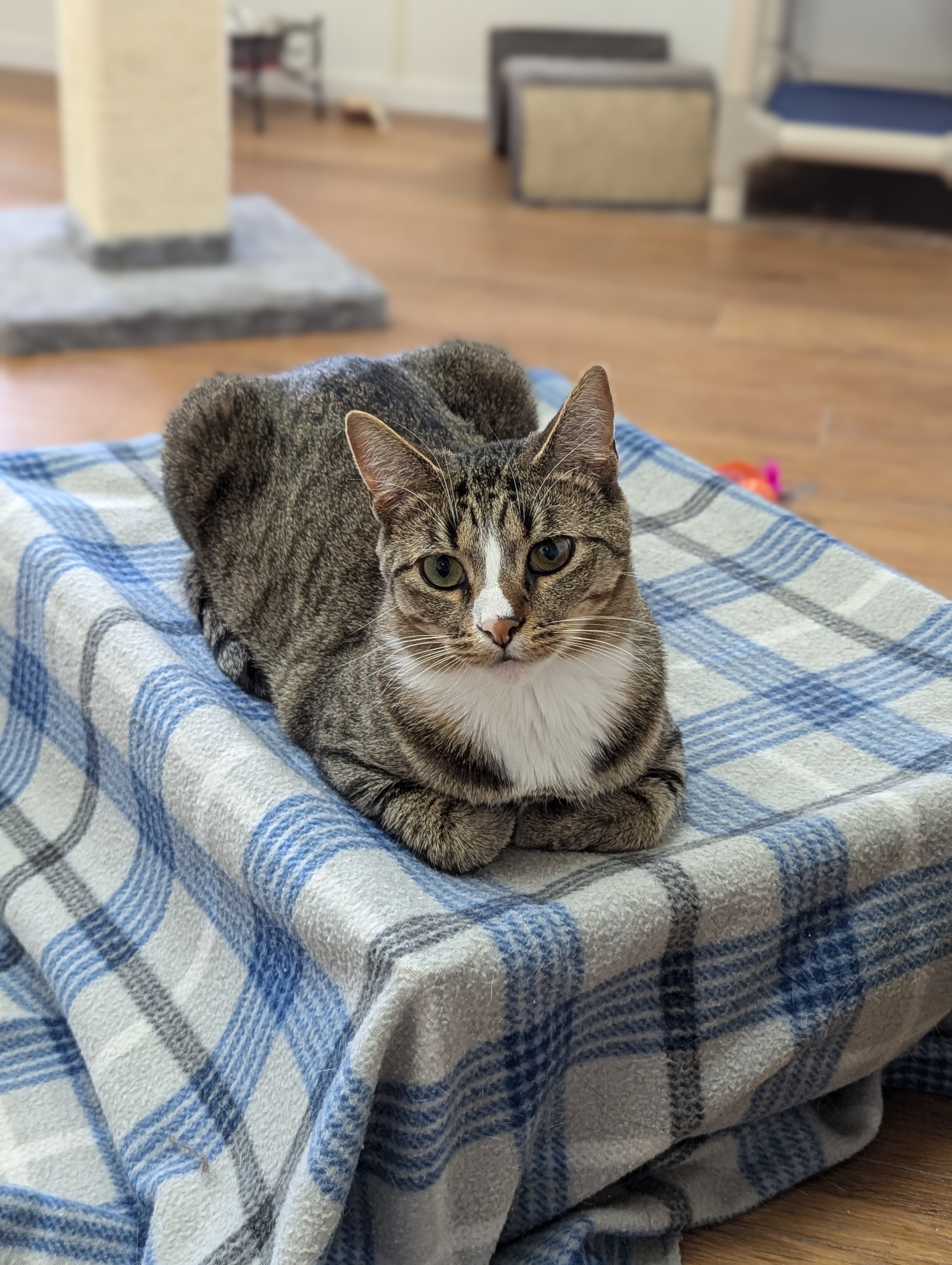 Julian, a Adoptable Domestic Short Hair in Decatur, IL image 2/6