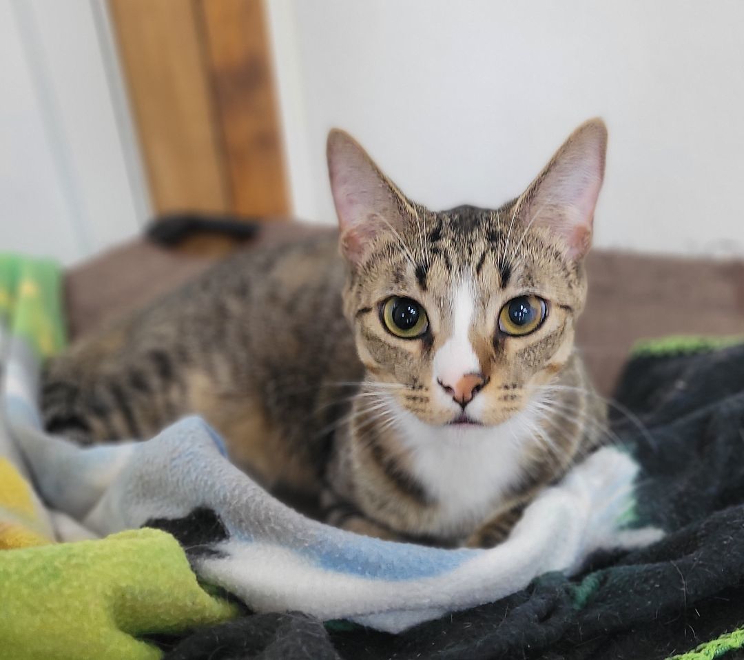 Julian, a Adoptable Domestic Short Hair in Decatur, IL image 5/6