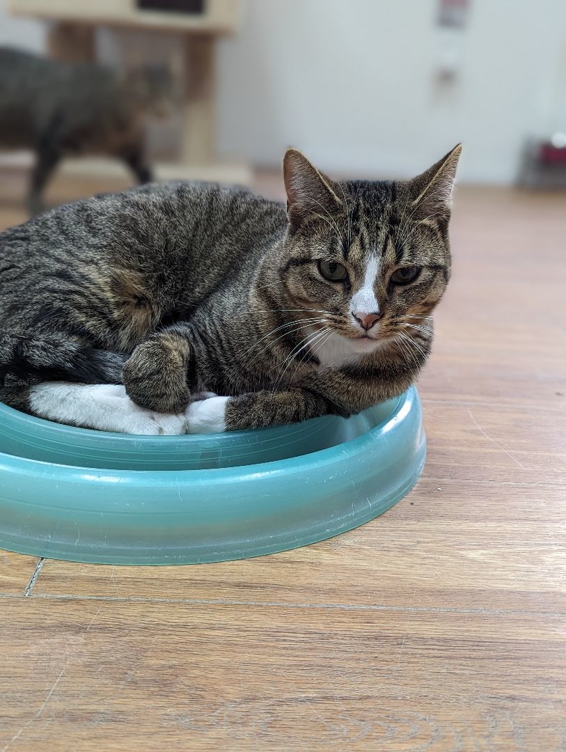 Julian, a Adoptable Domestic Short Hair in Decatur, IL image 6/6