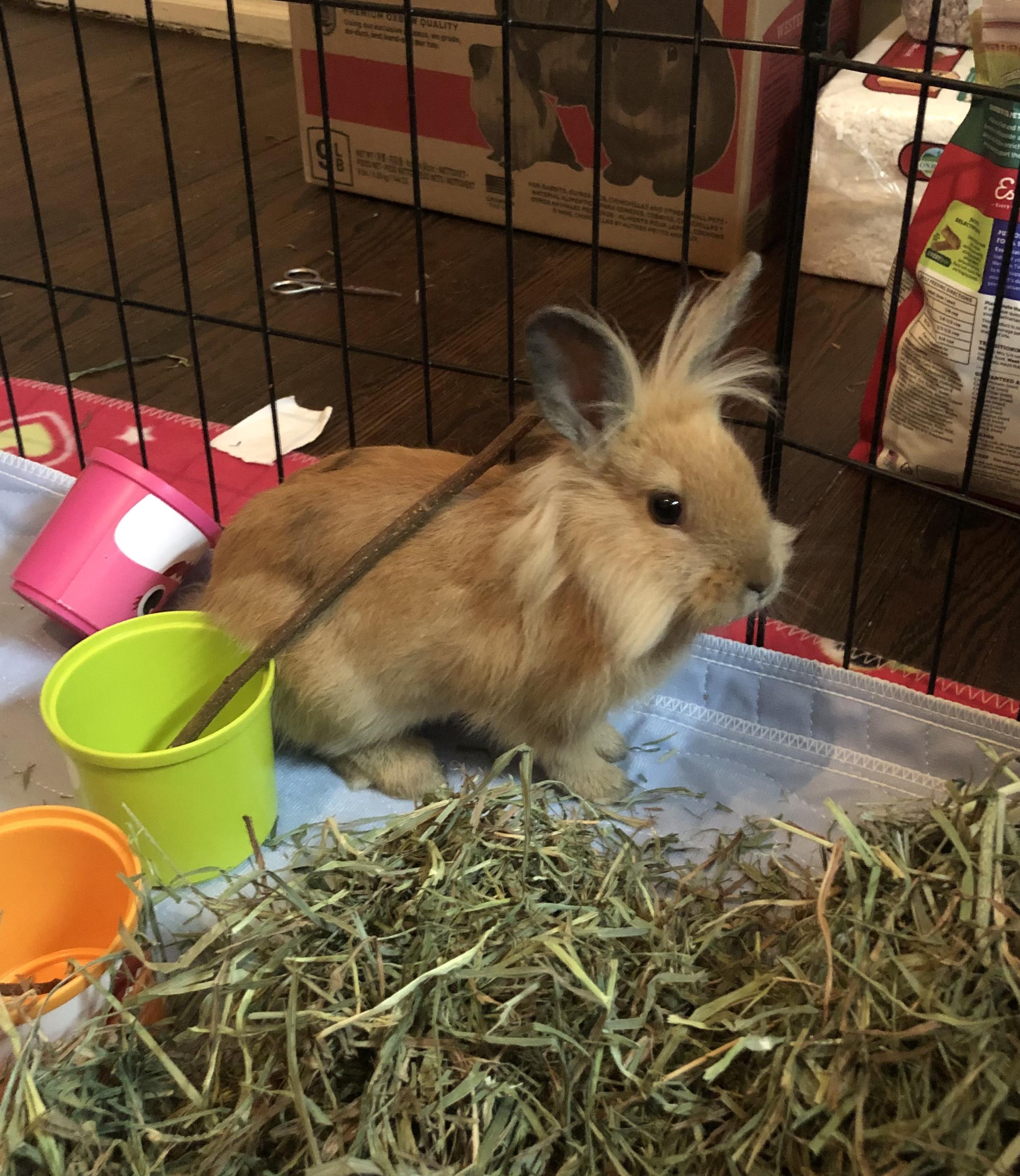 Kevin, ADOPTABLE, Young Male Lionhead.