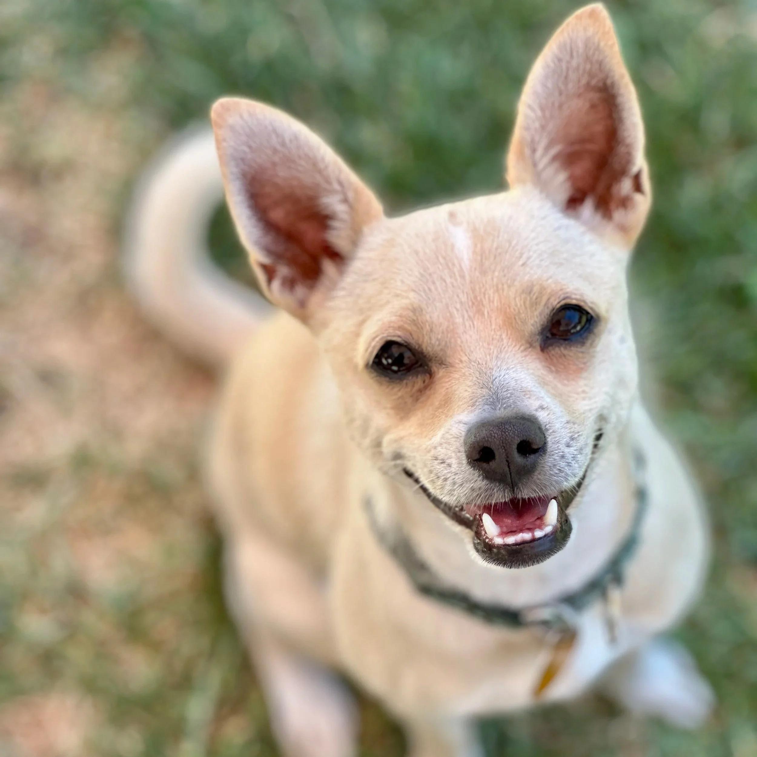 JOYCELYN, ADOPTABLE, Young Female Chihuahua & Italian Greyhound.