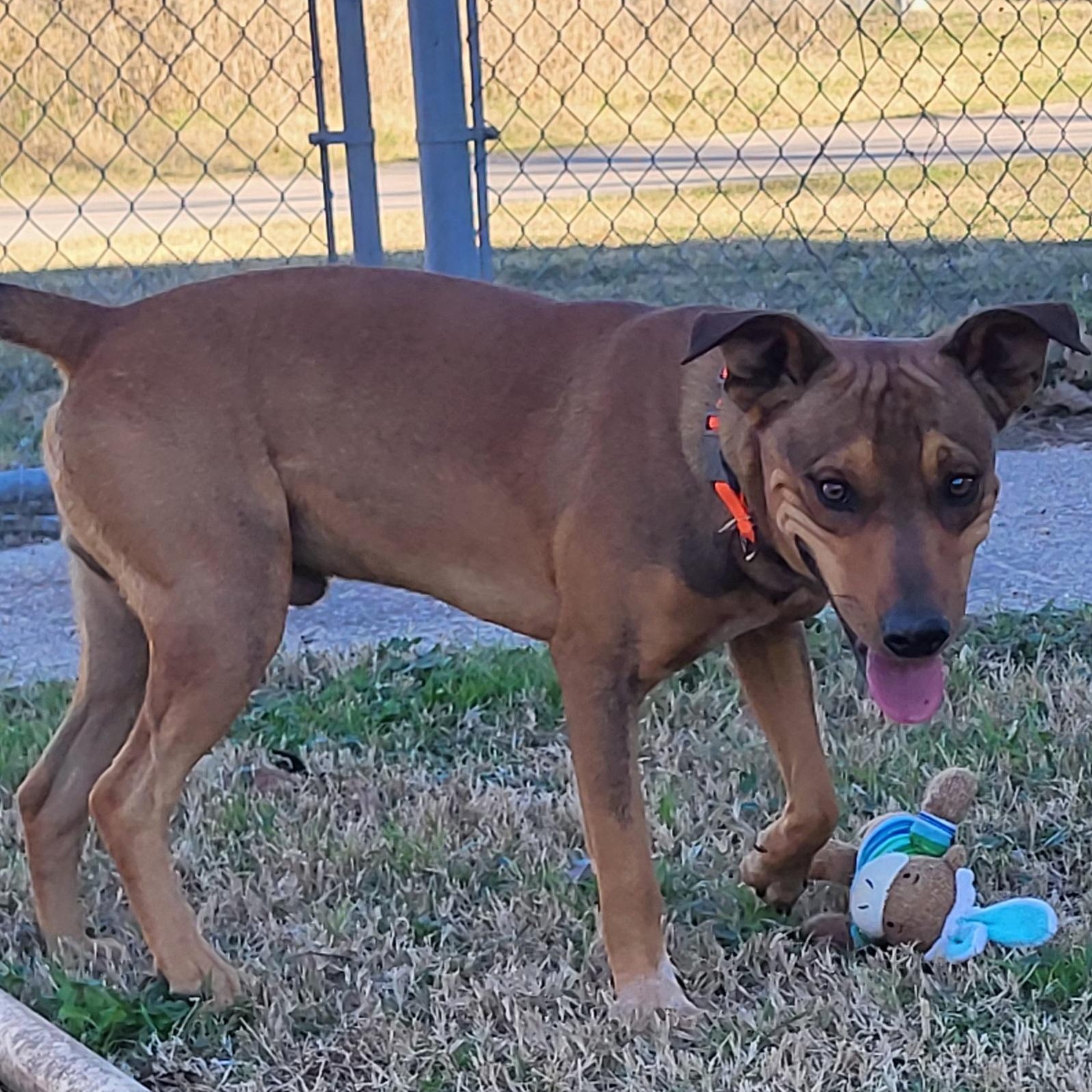 Jamison, a ADOPTABLE mixed breed in Rockdale, TX image 2/2