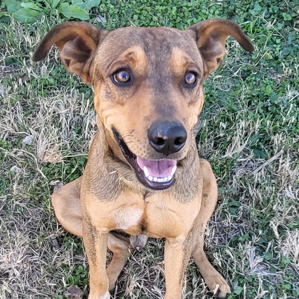 Jamison, ADOPTABLE, Young Male Carolina Dog.