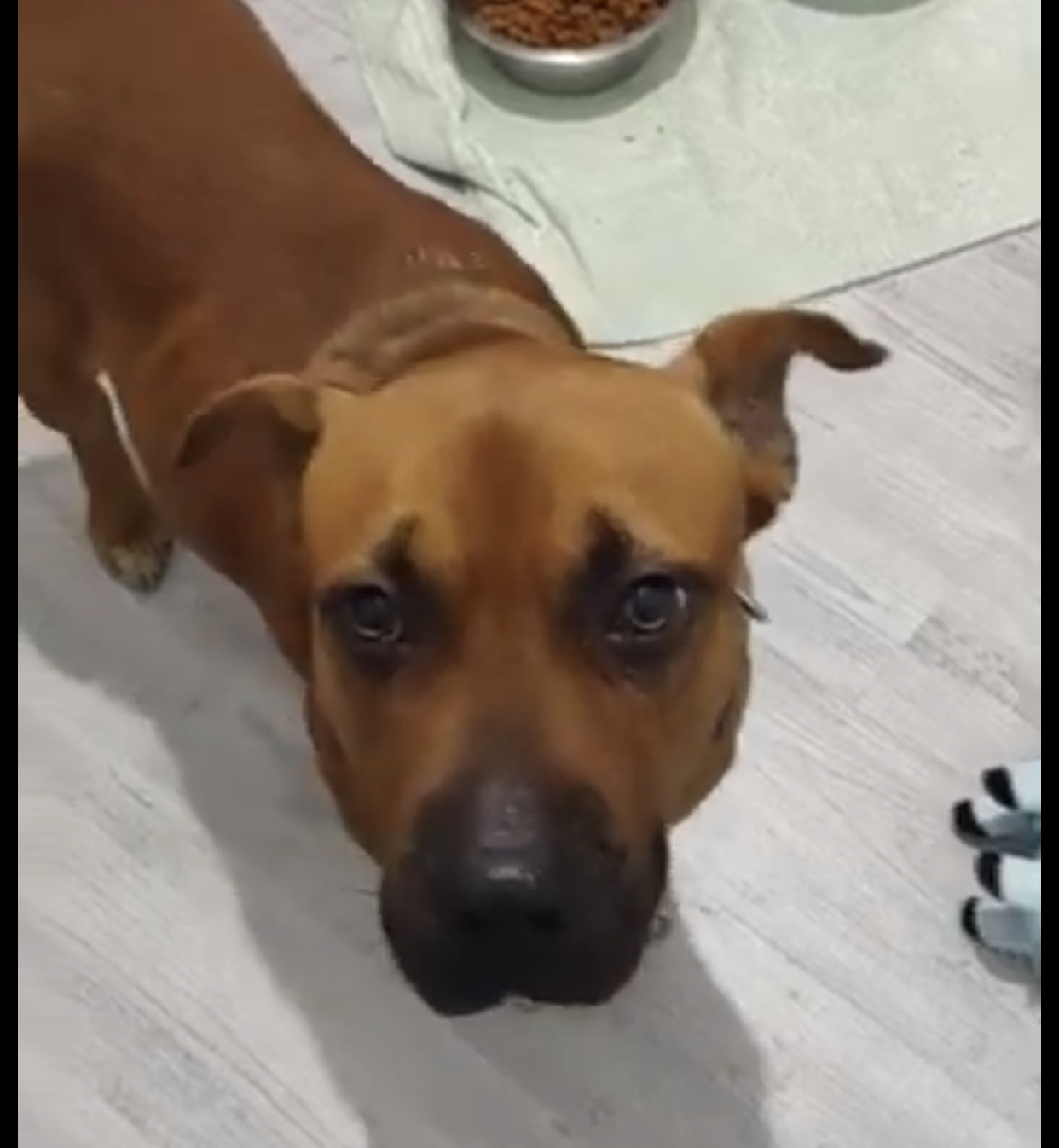 Maverick, a Adoptable mixed breed in Homestead, FL image 3/4