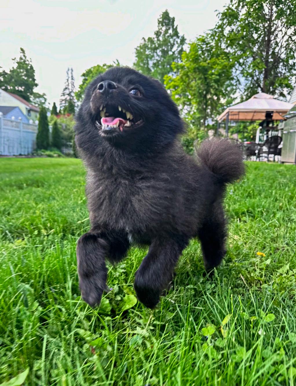 Jett, adoptable, Adult Male Pomeranian.