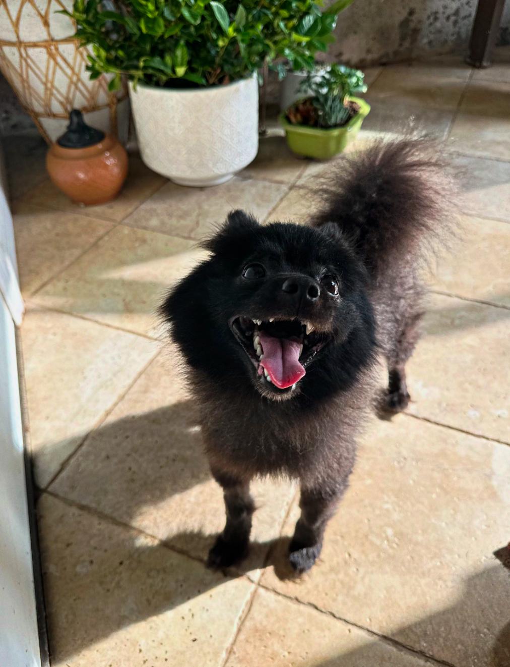 Enlarge Jett, an adoptable Pomeranian in Thornwood, NY image 2/5