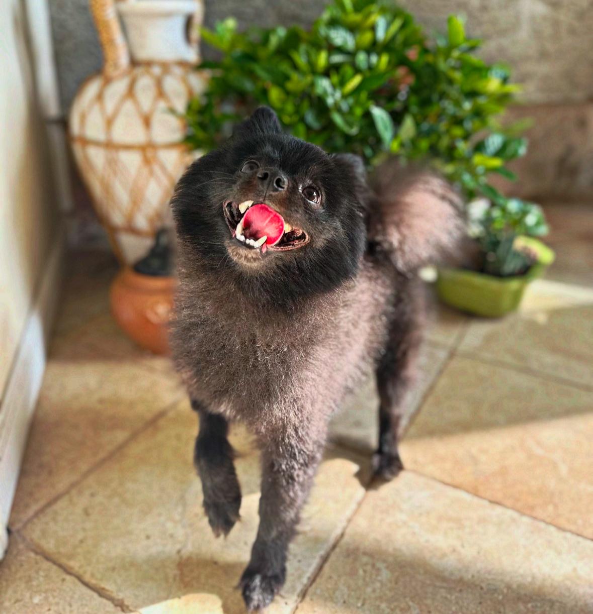 Enlarge Jett, an adoptable Pomeranian in Thornwood, NY image 3/5