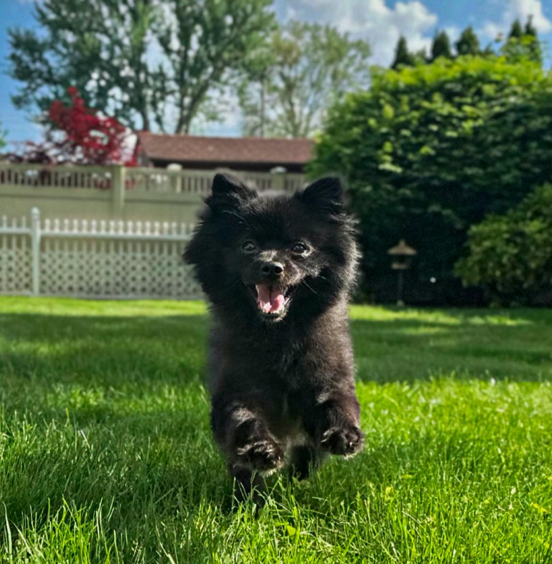 Enlarge Jett, an adoptable Pomeranian in Thornwood, NY image 4/5