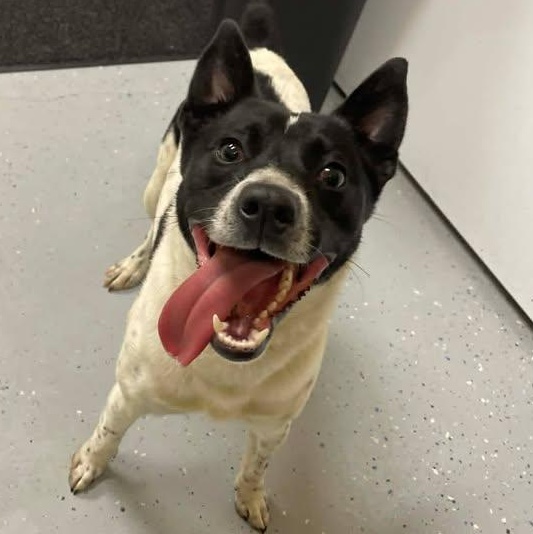 Enlarge Prince, an adopted Rat Terrier in Bishopville, SC image 1/1