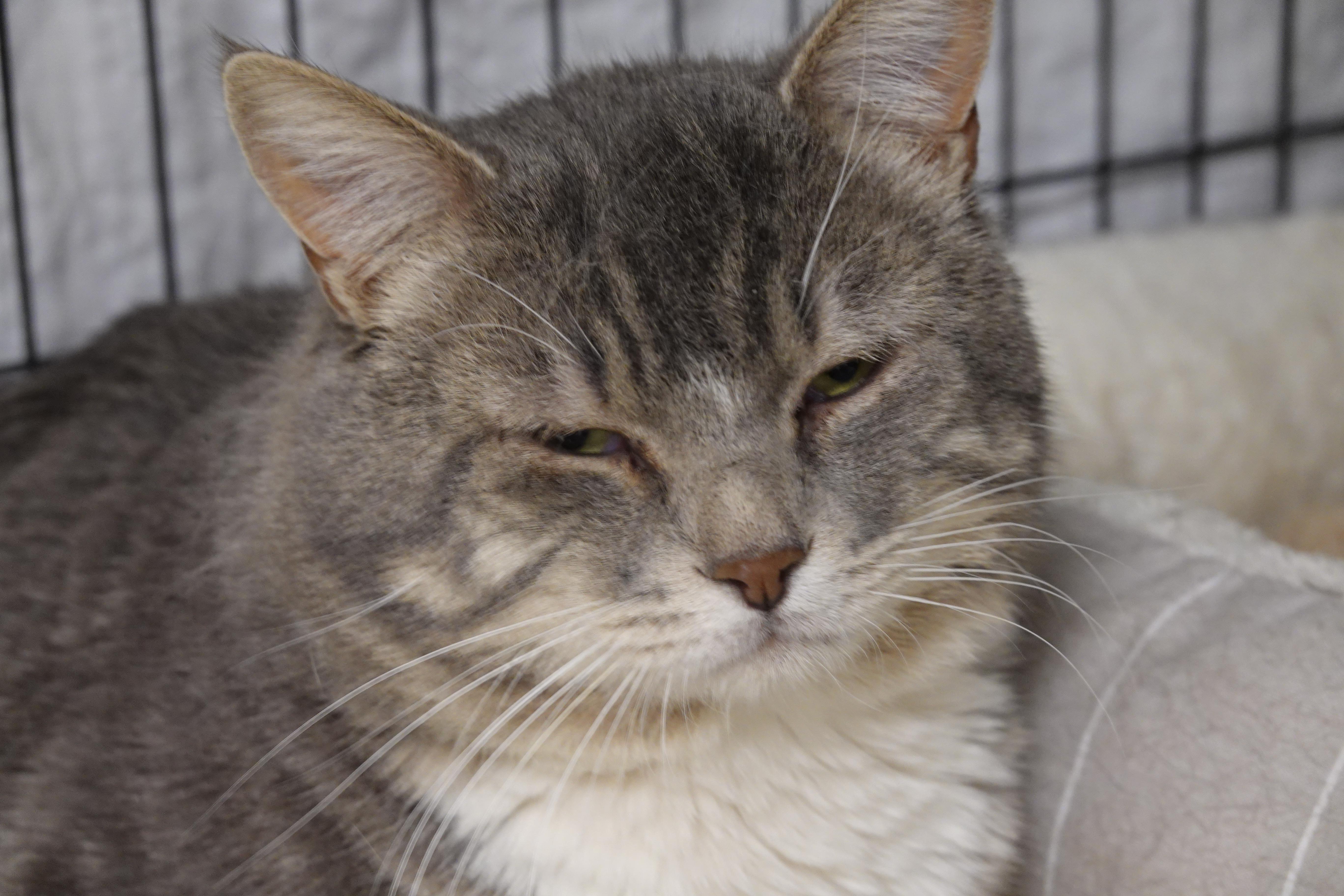 Enlarge Rex, a ADOPTABLE mixed breed in Anaconda, MT image 2/5