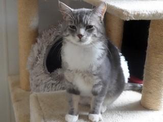 Rex, a ADOPTABLE mixed breed in Anaconda, MT image 4/6