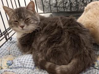Enlarge Rex, a ADOPTABLE mixed breed in Anaconda, MT image 3/5