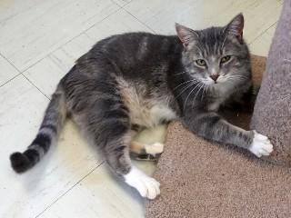 Rex, ADOPTABLE, Adult Male Domestic Short Hair & Tabby.