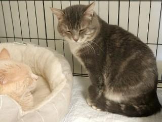 Enlarge Rex, a ADOPTABLE mixed breed in Anaconda, MT image 5/5
