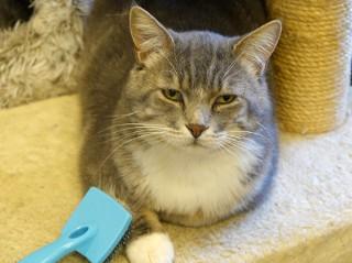 Rex, a ADOPTABLE mixed breed in Anaconda, MT image 2/6