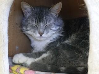 Enlarge Rex, a ADOPTABLE mixed breed in Anaconda, MT image 1/5