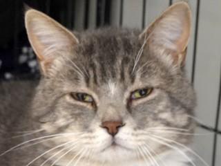 Rex, ADOPTABLE, Adult Male Domestic Short Hair & Tabby.