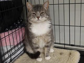 Rex, a ADOPTABLE mixed breed in Anaconda, MT image 5/6