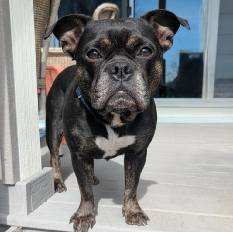 Poppy, adopted, Adult Female English Bulldog & Mixed Breed.