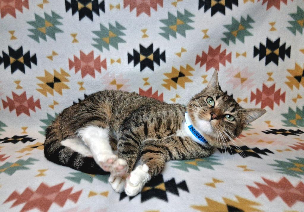 NOOBIE, Adoptable, Young Male Domestic Short Hair.