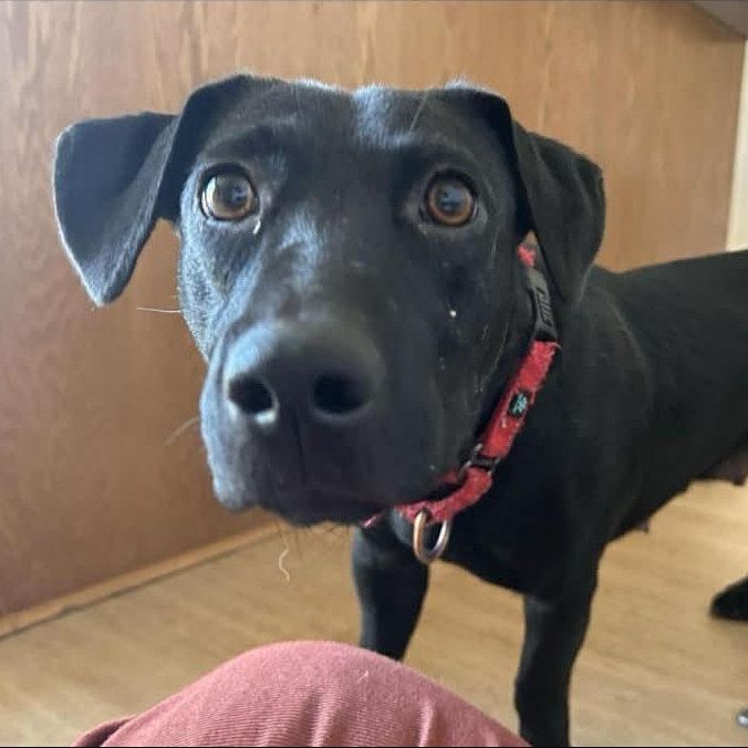 Enlarge Scarlet, a Adoptable mixed breed in Richmond, VA image 3/6