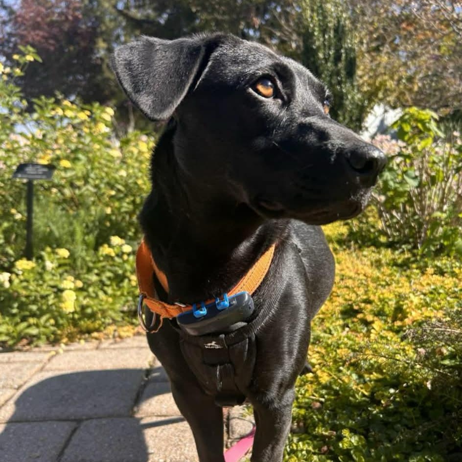 Enlarge Scarlet, a Adoptable mixed breed in Richmond, VA image 6/6