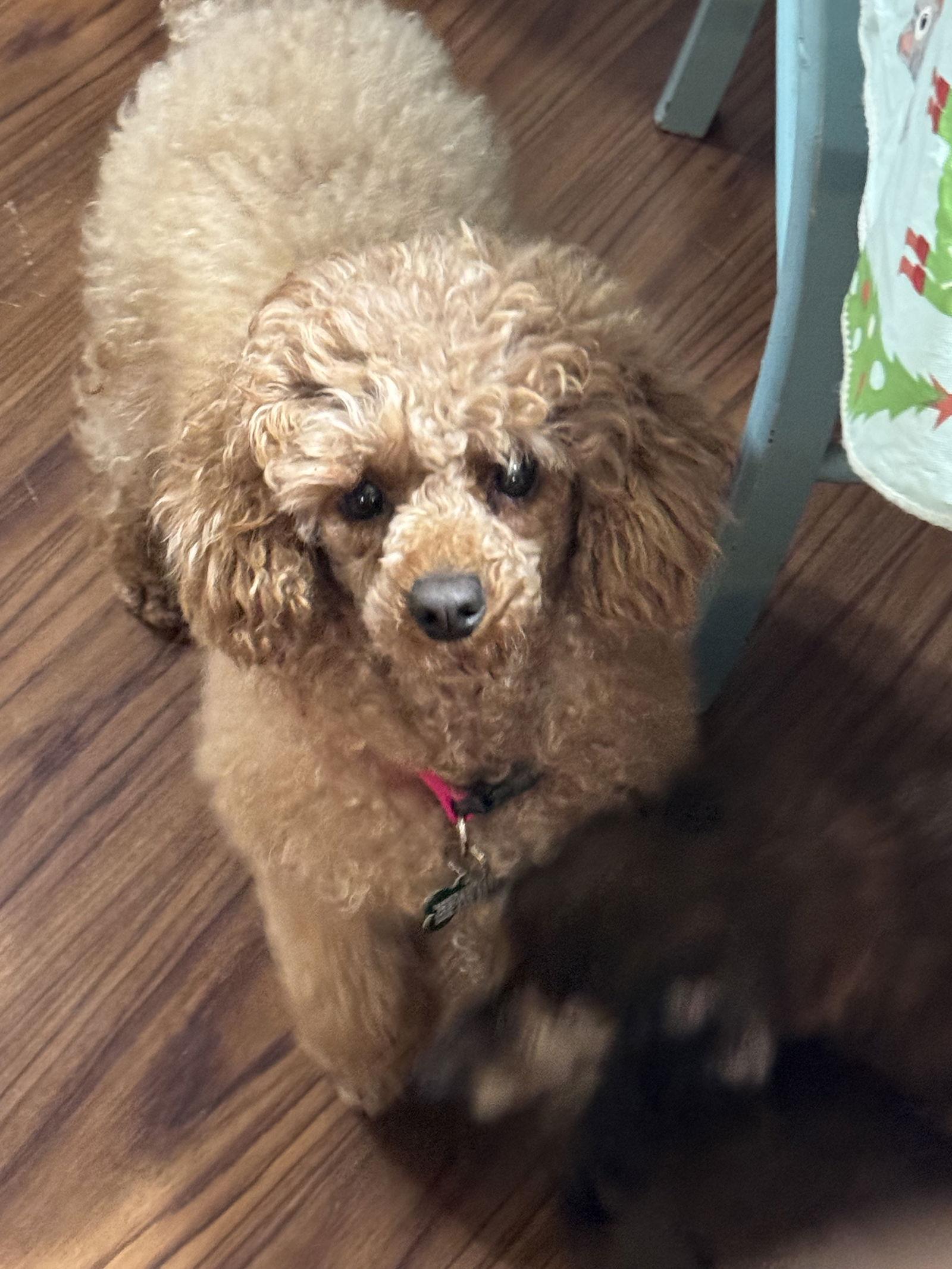 Enlarge Polly, a Adoptable Poodle in Sioux Falls, SD image 1/1