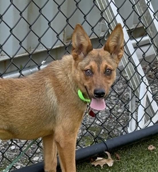 Enlarge Rhianna - COME MEET ME, an adoptable mixed breed in Medfield, MA image 2/6