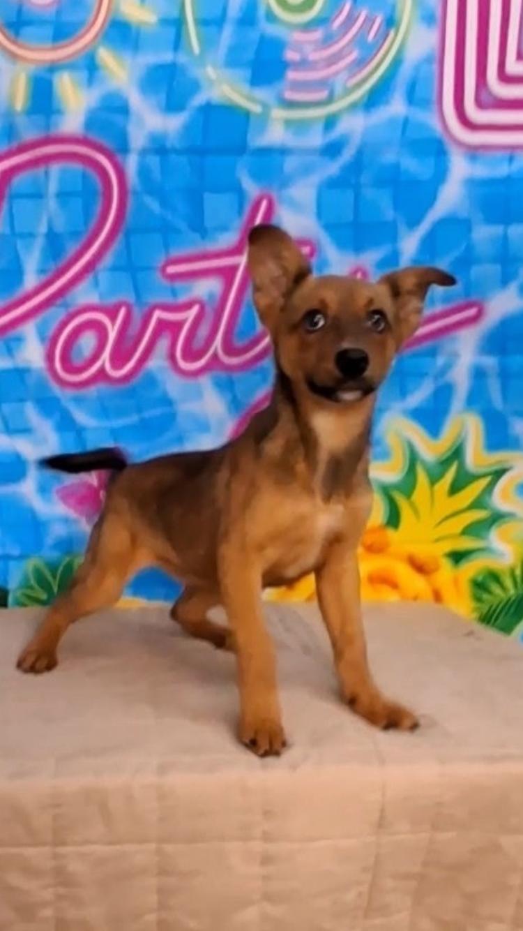 Rhianna, ADOPTABLE, Puppy Female Shepherd & Terrier.