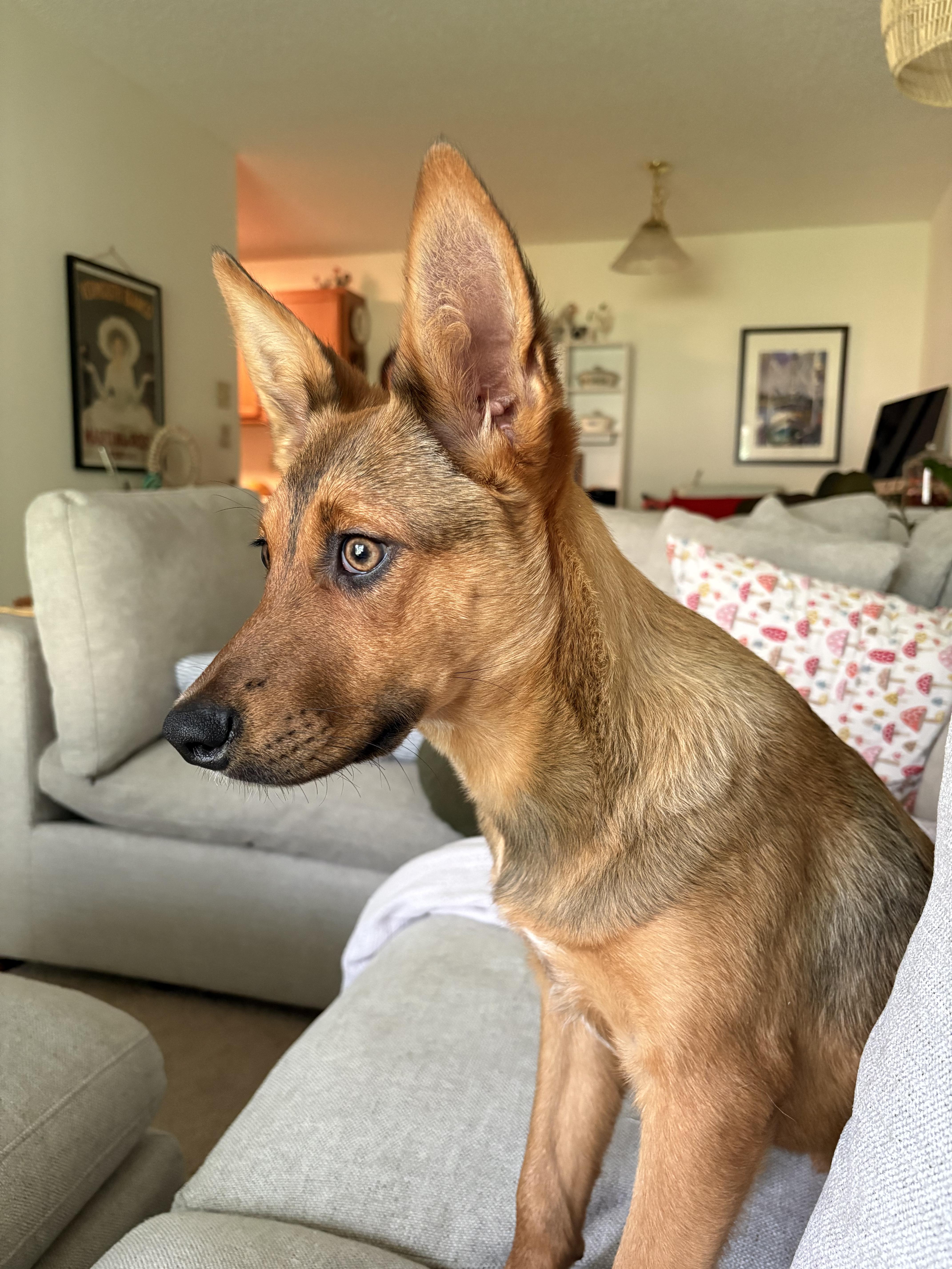 Rhianna - COME MEET ME, adoptable, Puppy Female Shepherd & Terrier.