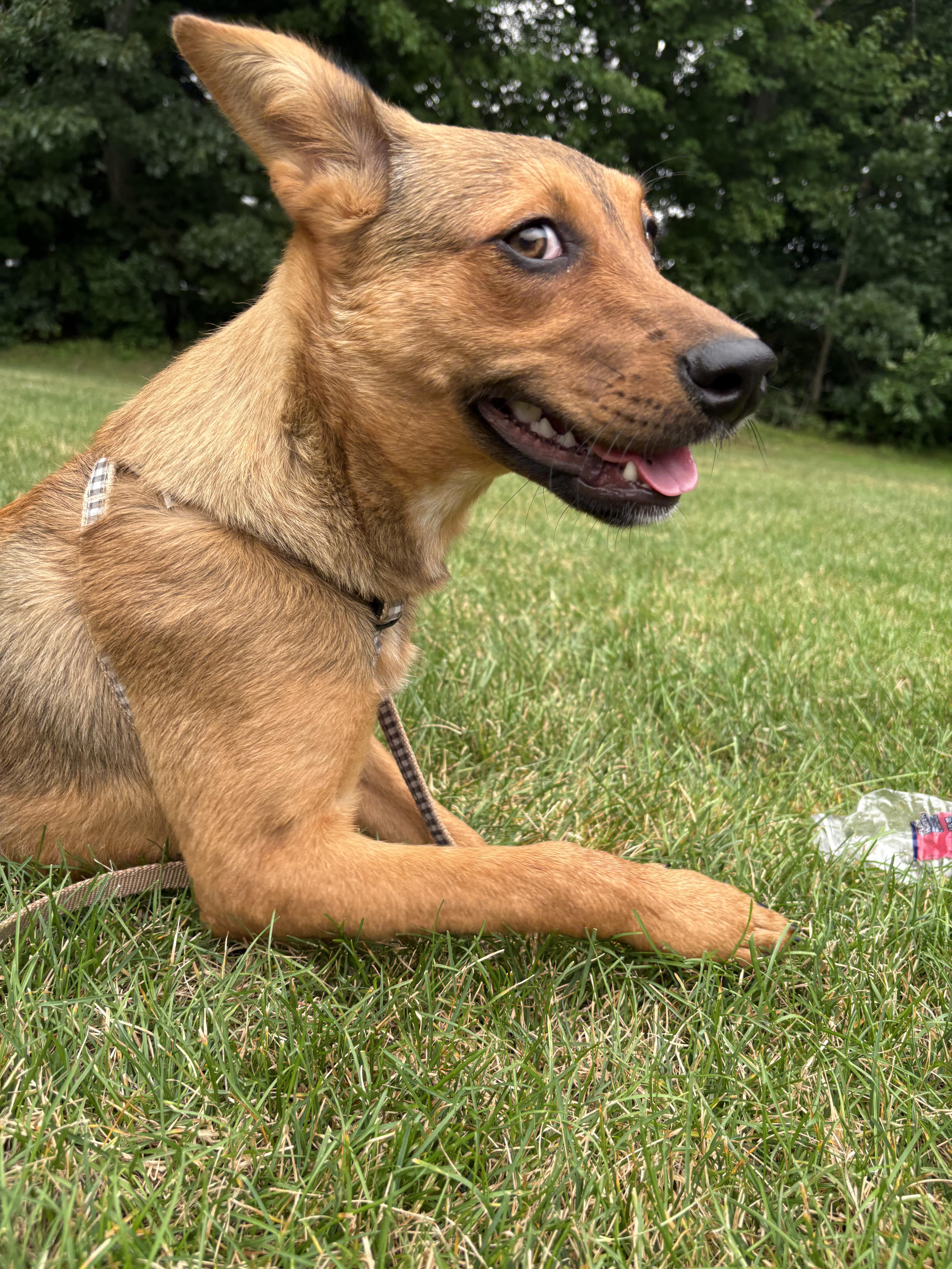 Enlarge Rhianna - COME MEET ME, an adoptable mixed breed in Medfield, MA image 4/6