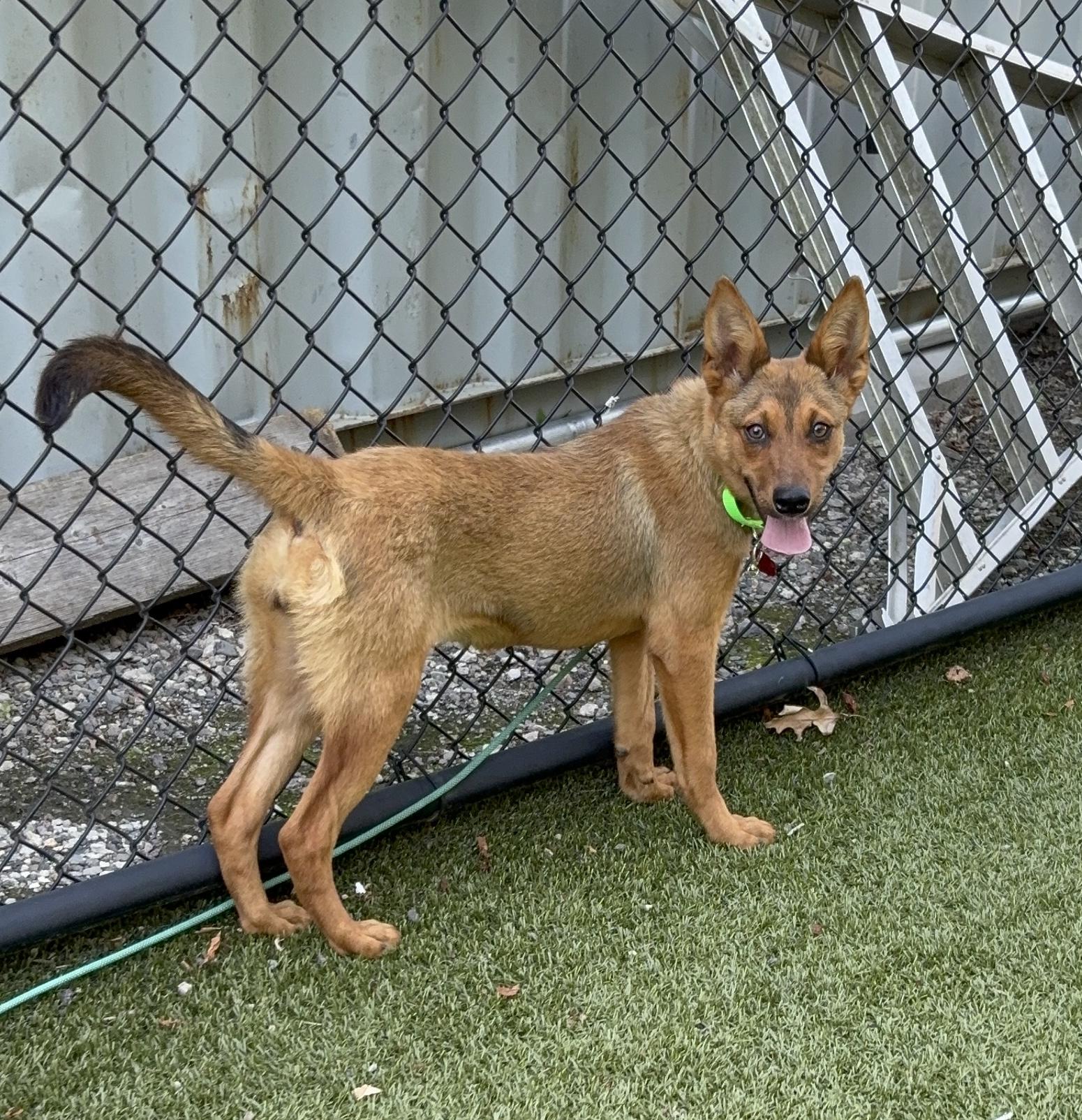 Enlarge Rhianna - COME MEET ME, an adoptable mixed breed in Medfield, MA image 5/6