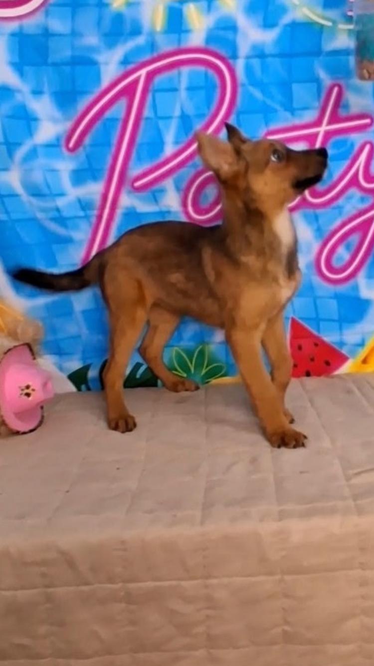 Enlarge Rhianna, a ADOPTABLE mixed breed in Medfield, MA image 3/3