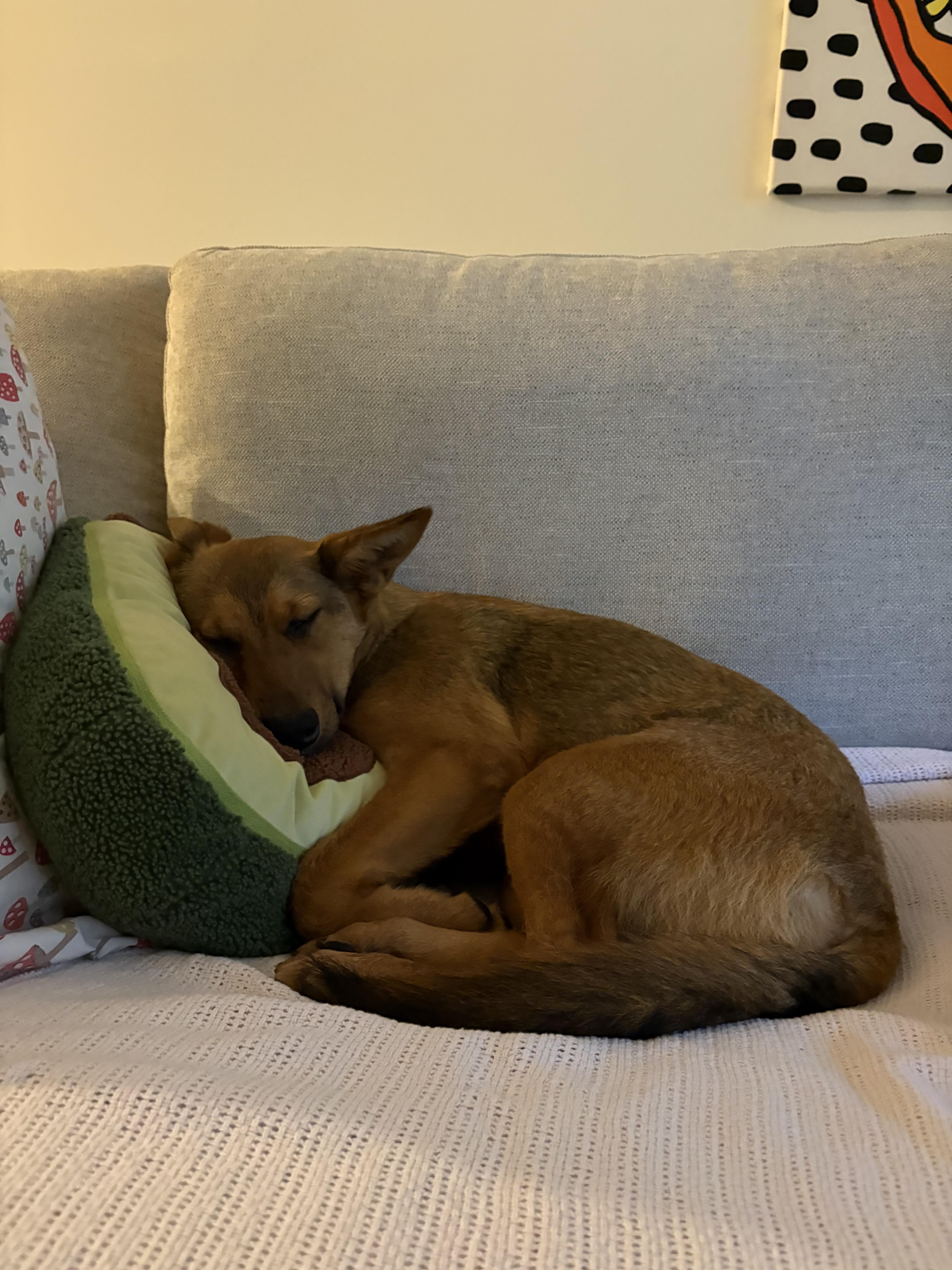 Enlarge Rhianna - COME MEET ME, an adoptable mixed breed in Medfield, MA image 3/6