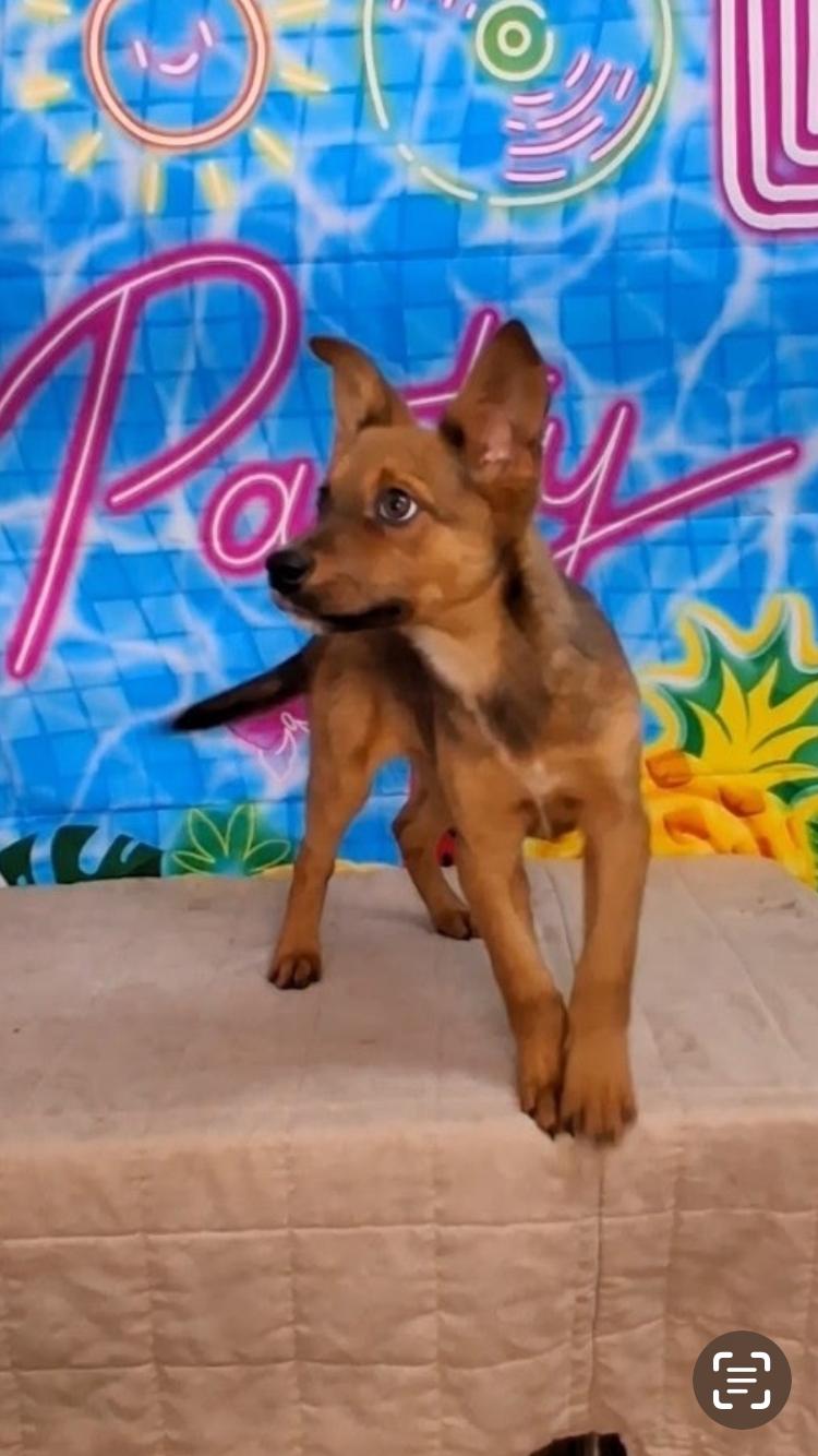 Enlarge Rhianna, a ADOPTABLE mixed breed in Medfield, MA image 2/3