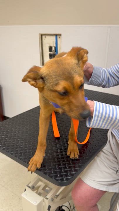 Enlarge Rhianna - COME MEET ME, an adoptable mixed breed in Medfield, MA video 6/6